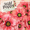 Heartfelt Creations Wild Poppy Collection